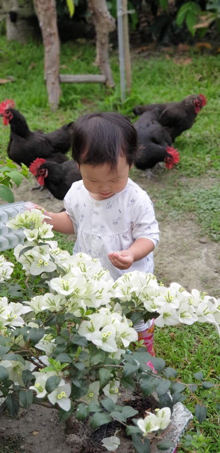 默默家放牧雞蛋:圖片 3